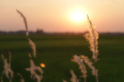 Close-up of wheat growing on field against sky during sunset