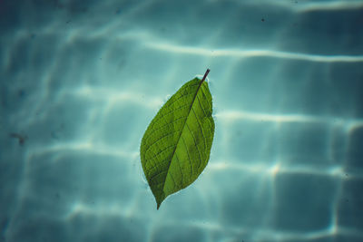 Close-up of green leaf