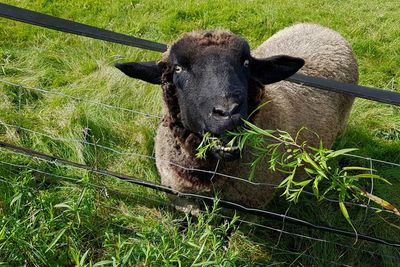 Close-up portrait of black headed sheep eating green plant on field