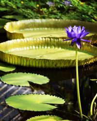 Close-up of lotus water lily in pond