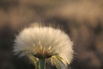 Close-up of dandelion against blurred background