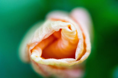 Macro shot of flower