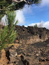 Plants growing on rocks against sky