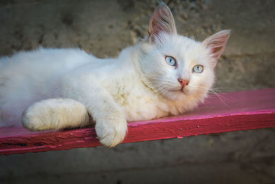 Close-up portrait of a cat