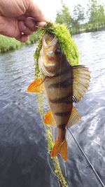 Hand holding fish in lake