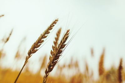 Close-up of wheat growing in field