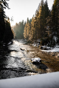 Stream flowing in forest during winter