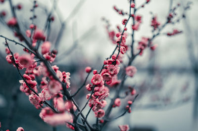 Close-up of cherry blossoms on tree