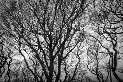 Low angle view of bare trees against sky