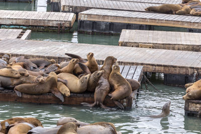 High angle view of sea lion in lake