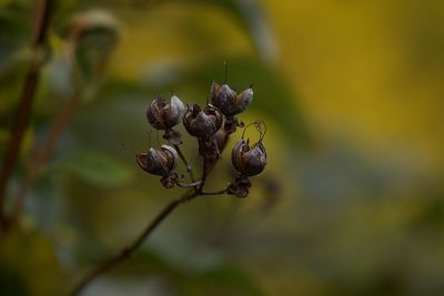 Close-up of berries growing on plant