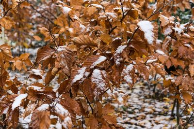 Close-up of dry leaves on tree during winter