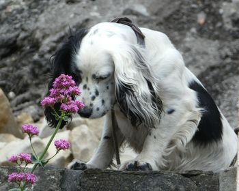 Close-up of dog with flowers