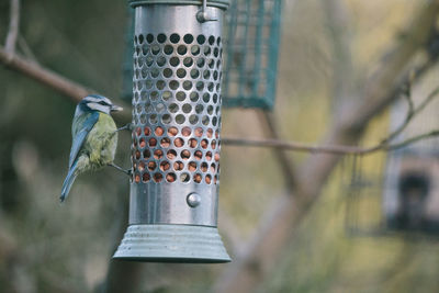 Close-up of bird perching on feeder