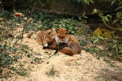 Pair of foxes laying in the field