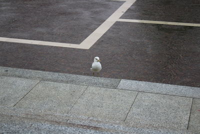 High angle view of bird on footpath