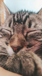 Close-up of cat sleeping