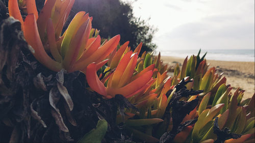 Close-up of fresh red flower on sea against sky
