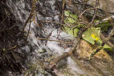 High angle view of squirrel on tree trunk in forest