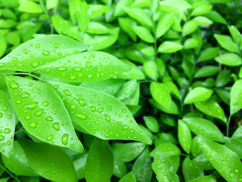 Full frame shot of wet leaves