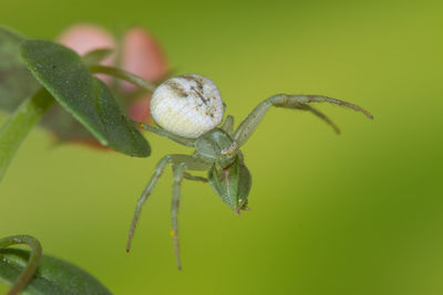 Close-up of insect on leaf