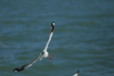 Close-up of bird flying against sky