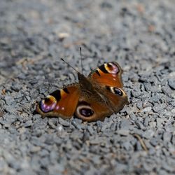 Close-up of butterfly