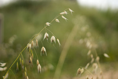 Close-up of crops growing on field