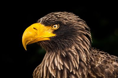 Close-up of eagle