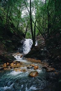 Scenic view of waterfall in forest