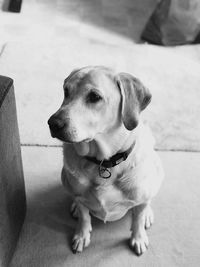 Close-up of dog looking away