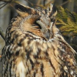 Close-up of owl perching outdoors