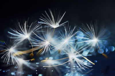 Close-up of dandelion seeds