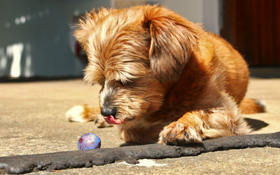 Close-up of a dog lying down