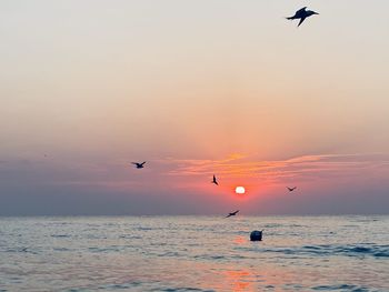 Seagulls flying over sea against sky during sunset