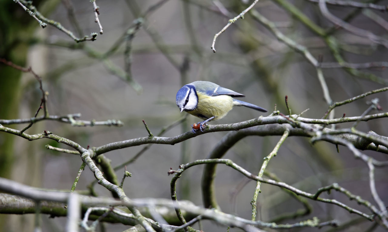 bird, animal wildlife, animal, animal themes, tree, wildlife, branch, nature, plant, perching, one animal, beauty in nature, beak, no people, outdoors, wilderness, tourism, twig, focus on foreground, bare tree, wilderness area, selective focus