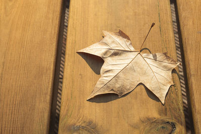 High angle view of maple leaf on wooden table