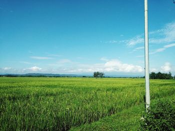 Scenic view of field against blue sky