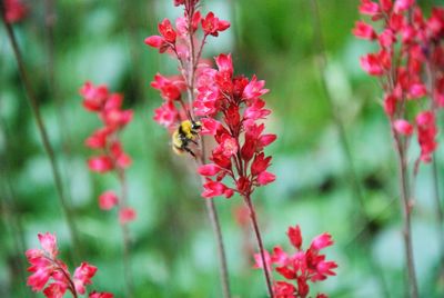 Close-up of pink flowering plant