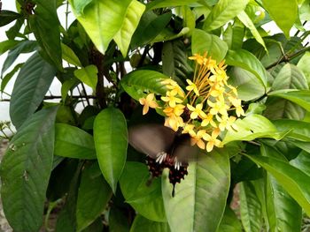 Close-up of butterfly on plant