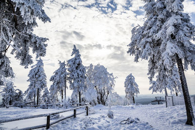 Trees on snow covered land against sky