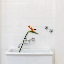 Flower on bathtub