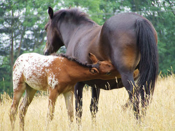 Foal feeding from mare. two horses standing on field