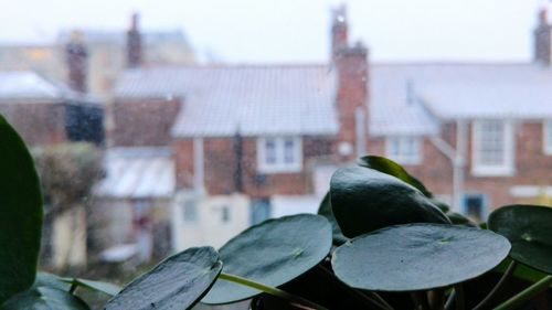 Close-up of leaves in city