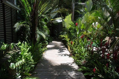 Narrow walkway leading to building