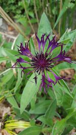 Close-up of purple flowers