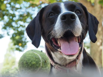 Close-up of dog with tennis ball
