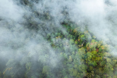 Aerial view of trees against sky