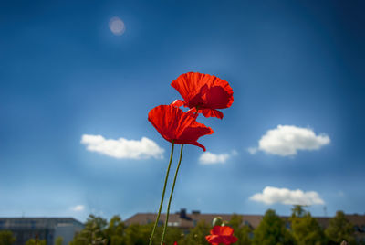 Low angle view of poppy flowers against sky