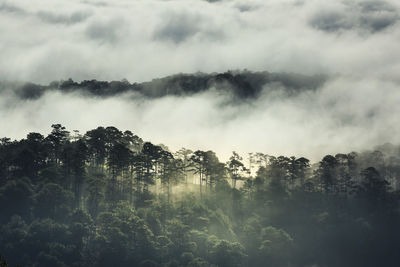 Tree growing amidst cloudscape